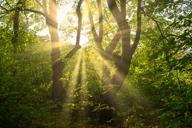 istock Bright Sun Beams Shining Through Trees. Magestic autumn sunset. 1260116874