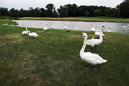 graceful swans in a meadow near the lake