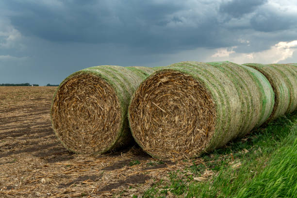 istock Hay bales on grassy farmland 1260118301