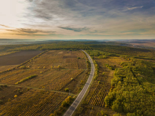 Vineyards in Rhine valley, Germany