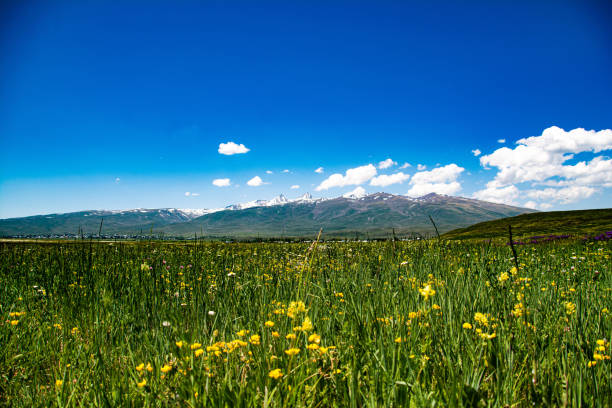 istock Beautiful landscape with wildflowers and mountains 1260122626