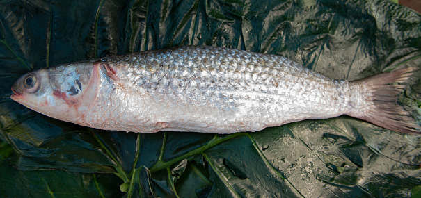 Image of a raw mullet fish over an arrowleaf elephant ear