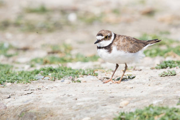 istock Little ringed plover (Charadrius dubius) at the Balgzandpolder (Den Helder, the Netherlands) 1260130487