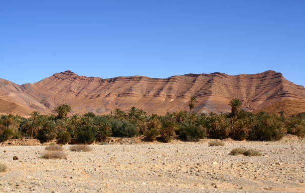 istock Stone desert in the Anti-Atlas in Morocco 1260130496