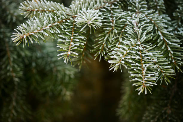 istock Christmas fir tree branches with frost 1260134518