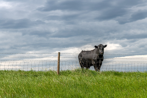 A beautiful and curious lone black cow in a vast farmland field peers over a barbed wire fence.