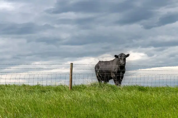 Photo of Cow behind farm fence