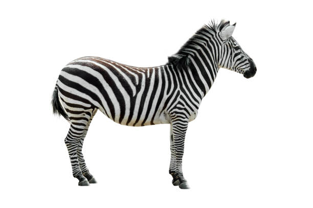 istock Plains zebra / common zebra (Equus quagga / Equus burchellii) placed against white background in post production 1260143776