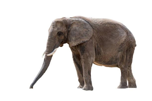 istock African bush elephant / African savanna elephant (Loxodonta africana) placed against white background in post production 1260143780