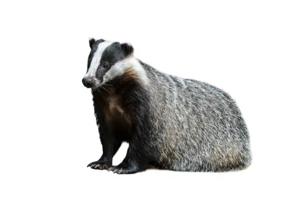 European badger (Meles meles) placed against white background in post production