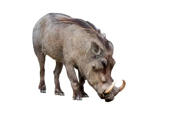Common warthog (Phacochoerus africanus) with huge tusks placed against white background in post production