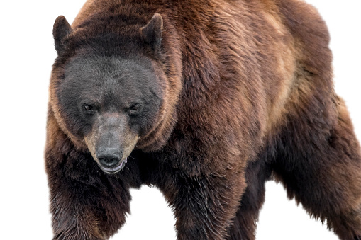 European brown bear (Ursus arctos arctos) close up portrait placed against white background in post production