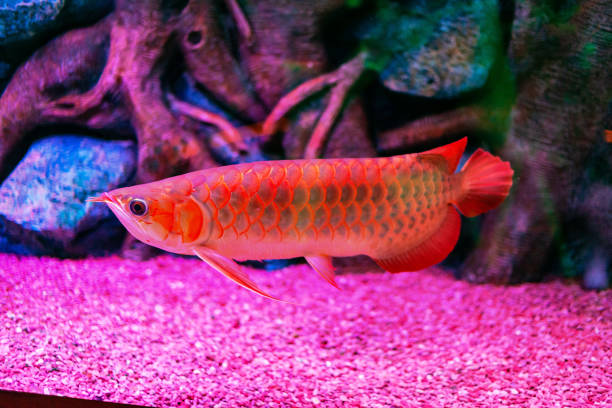 Malaysia Red Arowana Fish view in close up in an aquarium Malaysia Red Arowana Fish view in close up in an aquarium golden arowana fish stock pictures, royalty-free photos & images