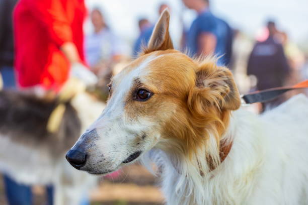 istock Dog breed Russian Greyhound 1260152617