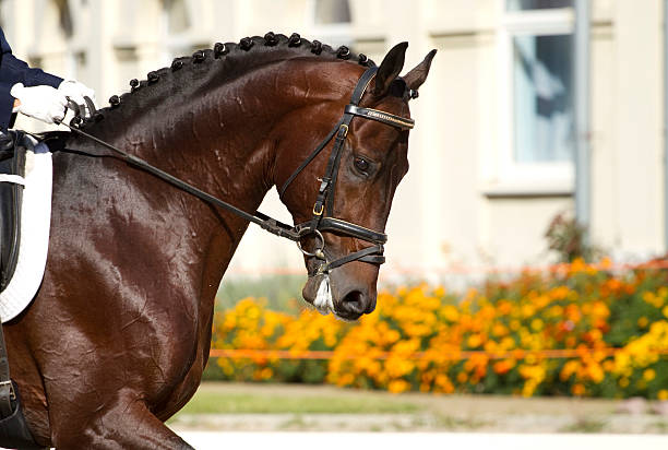 istock dressage horse 126015654