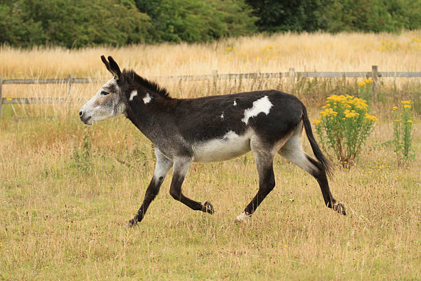 Donkey Running stock photo