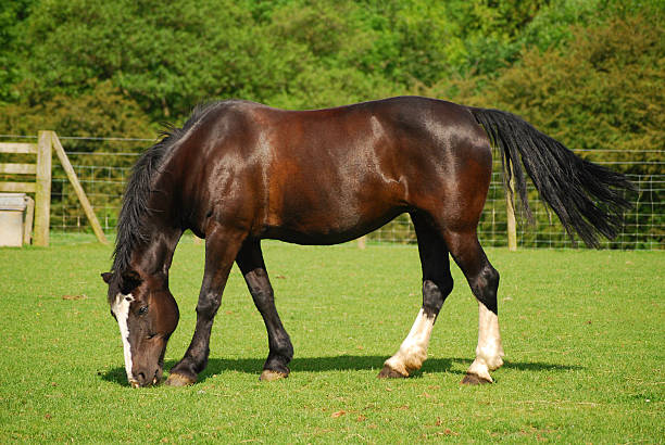 Black Horse stock photo