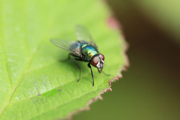 Common Green Bottle Fly stock photo