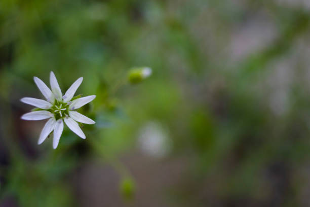 istock small white flower in the forest in summer 1260165874