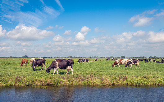Black and white and red and white dairy cows peacefully together grazing in the same meadow. The photo was taken on a sunny day in the Dutch Alblasserwaard polder in the province of South Holland.
