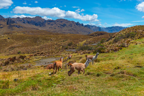 istock Herd of LLama, Andes Mountains, Ecuador 1260169960