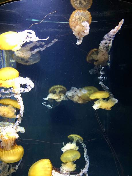 istock Jelly fish in the aquarium 1260192981