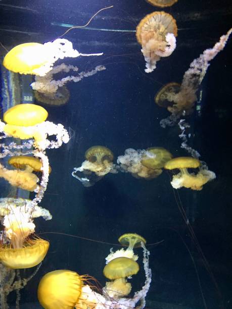 istock Jellyfish in the aquarium 1260193508