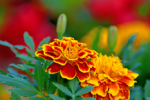 Marigold flowers of various colors. The flowers in the foreground are African marigolds.