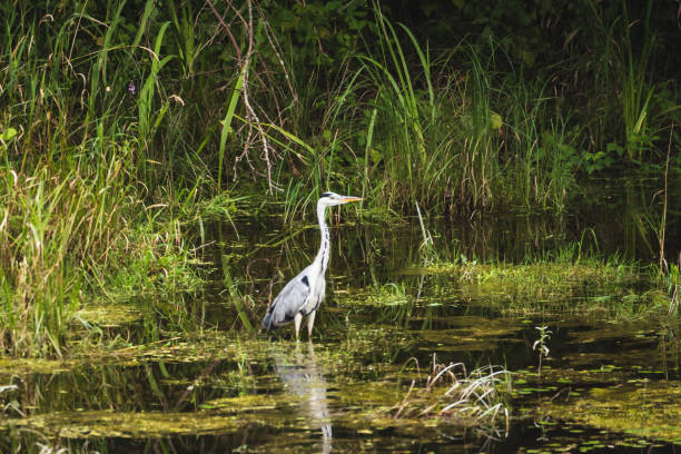 istock great gray and white heron in nature 1260195155