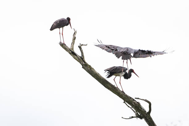 istock large black storks in a natural habitat on a tree 1260197327