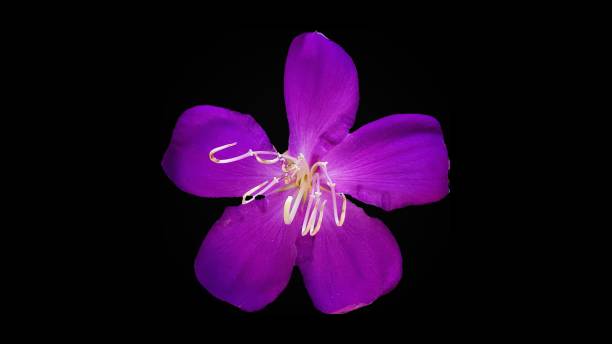 istock Purple flowers in black background 1260209781