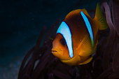 Clownfish anemonefish in tropical saltwater coral garden Amphiprion percula