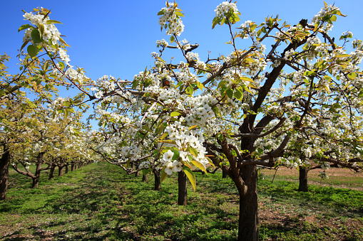 The pear trees blossom in spring