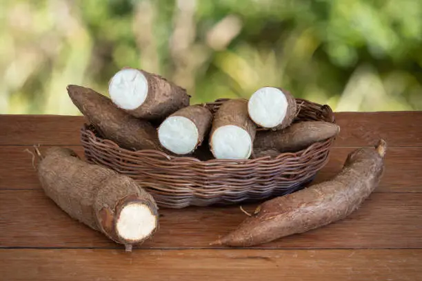 Fresh Cassava root on wooden table with blurred garden background. Copy space