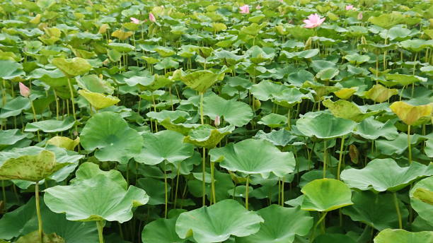 istock Lotus water leaf and float tropical plant natural aquatic 1260230760