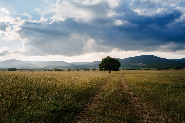 istock lonely old oak in a field at spring sunset 1260234645