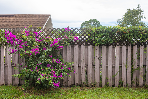 This photograph is of a bougainvillea plant with purple flowers growing by a wooden backyard fence in Apopka, a suburb of Orlando, Florida.
