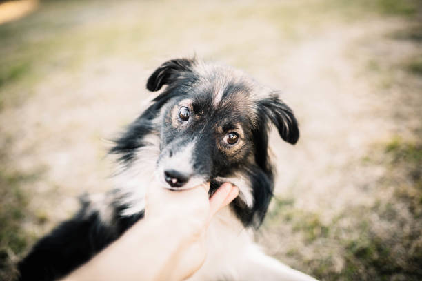 istock spotted long-haired mongrel dog for a walk in summer 1260235182