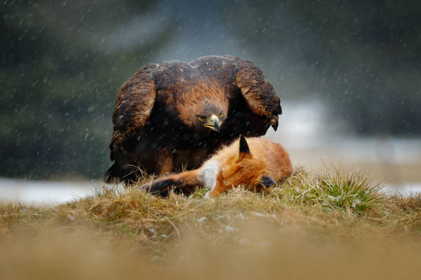 istock Golden Eagle feeding on kill Red Fox in the forest during rain and snowfall. Bird behaviour in the nature. Behaviour scene with brown bird of prey, eagle with catch, Poland, Europe. 1260235822