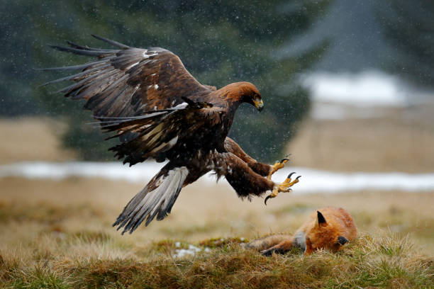 istock Golden Eagle feeding on kill Red Fox in the forest during rain and snowfall. Bird behaviour in the nature. Behaviour scene with brown bird of prey, eagle with catch, Poland, Europe. 1260236333