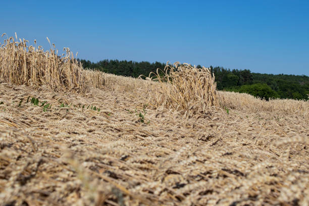 istock Ears of wheat on a field in summer 1260236351