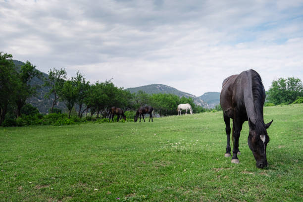 istock Beautiful chestnut horses on a farm in summer 1260236392