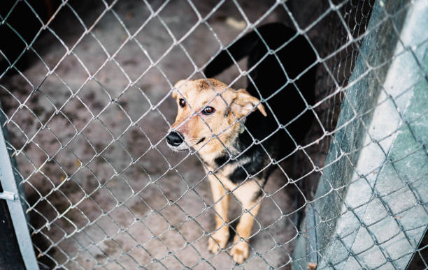 istock dog behind bars in the kennel, mongrel homeless pets 1260236395