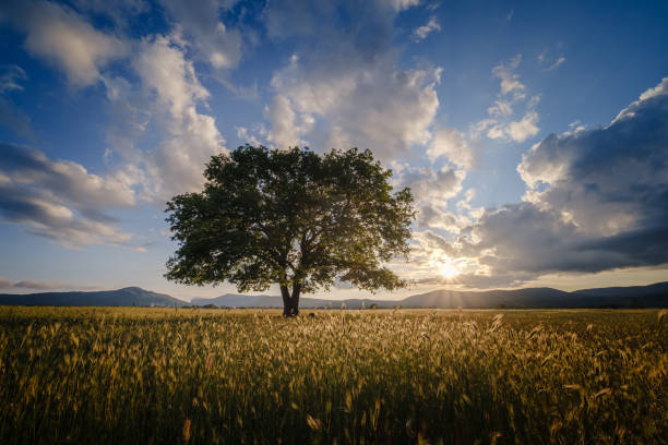 lonely old oak in a field at spring sunset
