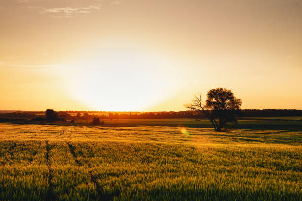 istock Sunset over a field of young wheat 1260238609