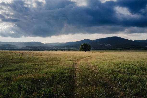 istock lonely old oak in a field at spring sunset 1260238628