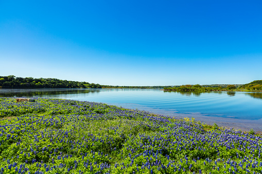 Beautiful landscape of wildflower bluebonnets along a lake in the Texas Hill Country.