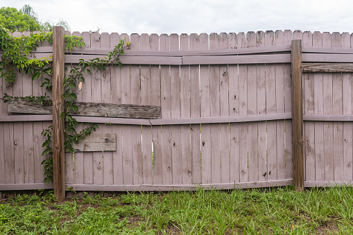 This photograph is of a wooden backyard fence with green grass on an overcast summer day in Apopka, a suburb of Orlando, Florida.
