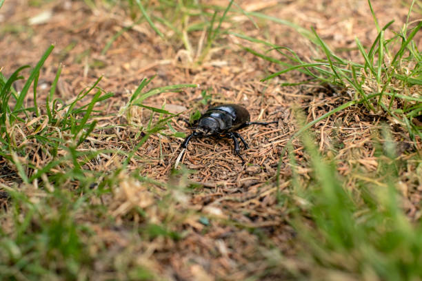 istock A bug on the grass stock photo 1260243294