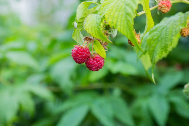 istock fresh raspberries on the branch 1260252413